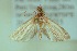  ( - BC ZSM Lep 91157)  @13 [ ] CreativeCommons - Attribution Non-Commercial Share-Alike (2016) SNSB, Staatliche Naturwissenschaftliche Sammlungen Bayerns ZSM (SNSB, Zoologische Staatssammlung Muenchen)