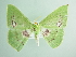  (Rhodochlora AH01Ec - BC ZSM Lep 91169)  @14 [ ] CreativeCommons - Attribution Non-Commercial Share-Alike (2016) SNSB, Staatliche Naturwissenschaftliche Sammlungen Bayerns ZSM (SNSB, Zoologische Staatssammlung Muenchen)