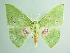  ( - BC ZSM Lep 91170)  @14 [ ] CreativeCommons - Attribution Non-Commercial Share-Alike (2016) SNSB, Staatliche Naturwissenschaftliche Sammlungen Bayerns ZSM (SNSB, Zoologische Staatssammlung Muenchen)
