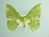  (Rhodochlora AH04Ec - BC ZSM Lep 91171)  @11 [ ] CreativeCommons - Attribution Non-Commercial Share-Alike (2016) SNSB, Staatliche Naturwissenschaftliche Sammlungen Bayerns ZSM (SNSB, Zoologische Staatssammlung Muenchen)