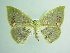  (Rhodochlora AH02Ec - BC ZSM Lep 91172)  @15 [ ] CreativeCommons - Attribution Non-Commercial Share-Alike (2016) SNSB, Staatliche Naturwissenschaftliche Sammlungen Bayerns ZSM (SNSB, Zoologische Staatssammlung Muenchen)
