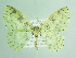  ( - BC ZSM Lep 91193)  @15 [ ] CreativeCommons - Attribution Non-Commercial Share-Alike (2016) SNSB, Staatliche Naturwissenschaftliche Sammlungen Bayerns ZSM (SNSB, Zoologische Staatssammlung Muenchen)