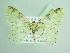  ( - BC ZSM Lep 91194)  @15 [ ] CreativeCommons - Attribution Non-Commercial Share-Alike (2016) SNSB, Staatliche Naturwissenschaftliche Sammlungen Bayerns ZSM (SNSB, Zoologische Staatssammlung Muenchen)