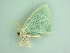  ( - BC ZSM Lep 91227)  @12 [ ] CreativeCommons - Attribution Non-Commercial Share-Alike (2016) SNSB, Staatliche Naturwissenschaftliche Sammlungen Bayerns ZSM (SNSB, Zoologische Staatssammlung Muenchen)