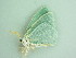  ( - BC ZSM Lep 91237)  @12 [ ] CreativeCommons - Attribution Non-Commercial Share-Alike (2016) SNSB, Staatliche Naturwissenschaftliche Sammlungen Bayerns ZSM (SNSB, Zoologische Staatssammlung Muenchen)