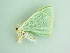  ( - BC ZSM Lep 91241)  @13 [ ] CreativeCommons - Attribution Non-Commercial Share-Alike (2016) SNSB, Staatliche Naturwissenschaftliche Sammlungen Bayerns ZSM (SNSB, Zoologische Staatssammlung Muenchen)