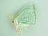  ( - BC ZSM Lep 91256)  @12 [ ] CreativeCommons - Attribution Non-Commercial Share-Alike (2016) SNSB, Staatliche Naturwissenschaftliche Sammlungen Bayerns ZSM (SNSB, Zoologische Staatssammlung Muenchen)
