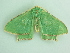  ( - BC ZSM Lep 91269)  @13 [ ] CreativeCommons - Attribution Non-Commercial Share-Alike (2016) SNSB, Staatliche Naturwissenschaftliche Sammlungen Bayerns ZSM (SNSB, Zoologische Staatssammlung Muenchen)