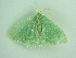  ( - BC ZSM Lep 91270)  @13 [ ] CreativeCommons - Attribution Non-Commercial Share-Alike (2016) SNSB, Staatliche Naturwissenschaftliche Sammlungen Bayerns ZSM (SNSB, Zoologische Staatssammlung Muenchen)