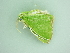  ( - BC ZSM Lep 91278)  @12 [ ] CreativeCommons - Attribution Non-Commercial Share-Alike (2016) SNSB, Staatliche Naturwissenschaftliche Sammlungen Bayerns ZSM (SNSB, Zoologische Staatssammlung Muenchen)