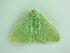  ( - BC ZSM Lep 91286)  @13 [ ] CreativeCommons - Attribution Non-Commercial Share-Alike (2016) SNSB, Staatliche Naturwissenschaftliche Sammlungen Bayerns ZSM (SNSB, Zoologische Staatssammlung Muenchen)