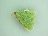  ( - BC ZSM Lep 91307)  @12 [ ] CreativeCommons - Attribution Non-Commercial Share-Alike (2016) SNSB, Staatliche Naturwissenschaftliche Sammlungen Bayerns ZSM (SNSB, Zoologische Staatssammlung Muenchen)