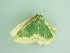 ( - BC ZSM Lep 91319)  @12 [ ] CreativeCommons - Attribution Non-Commercial Share-Alike (2016) SNSB, Staatliche Naturwissenschaftliche Sammlungen Bayerns ZSM (SNSB, Zoologische Staatssammlung Muenchen)