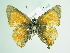  ( - BC ZSM Lep 91354)  @12 [ ] CreativeCommons - Attribution Non-Commercial Share-Alike (2016) SNSB, Staatliche Naturwissenschaftliche Sammlungen Bayerns ZSM (SNSB, Zoologische Staatssammlung Muenchen)