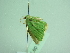  ( - BC ZSM Lep 91380)  @13 [ ] CreativeCommons - Attribution Non-Commercial Share-Alike (2016) SNSB, Staatliche Naturwissenschaftliche Sammlungen Bayerns ZSM (SNSB, Zoologische Staatssammlung Muenchen)