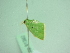  ( - BC ZSM Lep 91382)  @13 [ ] CreativeCommons - Attribution Non-Commercial Share-Alike (2016) SNSB, Staatliche Naturwissenschaftliche Sammlungen Bayerns ZSM (SNSB, Zoologische Staatssammlung Muenchen)