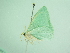  ( - BC ZSM Lep 91384)  @12 [ ] CreativeCommons - Attribution Non-Commercial Share-Alike (2016) SNSB, Staatliche Naturwissenschaftliche Sammlungen Bayerns ZSM (SNSB, Zoologische Staatssammlung Muenchen)