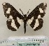  ( - BC ZSM Lep 92354)  @11 [ ] CreativeCommons - Attribution Non-Commercial Share-Alike (2016) SNSB, Staatliche Naturwissenschaftliche Sammlungen Bayerns ZSM (SNSB, Zoologische Staatssammlung Muenchen)