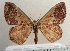  ( - BC ZSM Lep 92358)  @14 [ ] CreativeCommons - Attribution Non-Commercial Share-Alike (2016) SNSB, Staatliche Naturwissenschaftliche Sammlungen Bayerns ZSM (SNSB, Zoologische Staatssammlung Muenchen)