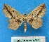  ( - BC ZSM Lep 92369)  @11 [ ] CreativeCommons - Attribution Non-Commercial Share-Alike (2016) SNSB, Staatliche Naturwissenschaftliche Sammlungen Bayerns ZSM (SNSB, Zoologische Staatssammlung Muenchen)