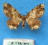  ( - BC ZSM Lep 92376)  @11 [ ] CreativeCommons - Attribution Non-Commercial Share-Alike (2016) SNSB, Staatliche Naturwissenschaftliche Sammlungen Bayerns ZSM (SNSB, Zoologische Staatssammlung Muenchen)