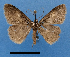  ( - BC ZSM Lep 92378)  @11 [ ] CreativeCommons - Attribution Non-Commercial Share-Alike (2016) SNSB, Staatliche Naturwissenschaftliche Sammlungen Bayerns ZSM (SNSB, Zoologische Staatssammlung Muenchen)