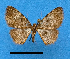  ( - BC ZSM Lep 92381)  @11 [ ] CreativeCommons - Attribution Non-Commercial Share-Alike (2016) SNSB, Staatliche Naturwissenschaftliche Sammlungen Bayerns ZSM (SNSB, Zoologische Staatssammlung Muenchen)