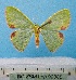  ( - BC ZSM Lep 92385)  @11 [ ] CreativeCommons - Attribution Non-Commercial Share-Alike (2016) SNSB, Staatliche Naturwissenschaftliche Sammlungen Bayerns ZSM (SNSB, Zoologische Staatssammlung Muenchen)
