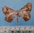  ( - BC ZSM Lep 92391)  @11 [ ] CreativeCommons - Attribution Non-Commercial Share-Alike (2016) SNSB, Staatliche Naturwissenschaftliche Sammlungen Bayerns ZSM (SNSB, Zoologische Staatssammlung Muenchen)