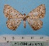  ( - BC ZSM Lep 92392)  @11 [ ] CreativeCommons - Attribution Non-Commercial Share-Alike (2016) SNSB, Staatliche Naturwissenschaftliche Sammlungen Bayerns ZSM (SNSB, Zoologische Staatssammlung Muenchen)