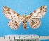  ( - BC ZSM Lep 92393)  @14 [ ] CreativeCommons - Attribution Non-Commercial Share-Alike (2016) SNSB, Staatliche Naturwissenschaftliche Sammlungen Bayerns ZSM (SNSB, Zoologische Staatssammlung Muenchen)