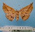  (Garaeus conspicienda - BC ZSM Lep 92399)  @11 [ ] CreativeCommons - Attribution Non-Commercial Share-Alike (2016) SNSB, Staatliche Naturwissenschaftliche Sammlungen Bayerns ZSM (SNSB, Zoologische Staatssammlung Muenchen)