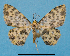  ( - BC ZSM Lep 92405)  @11 [ ] CreativeCommons - Attribution Non-Commercial Share-Alike (2016) SNSB, Staatliche Naturwissenschaftliche Sammlungen Bayerns ZSM (SNSB, Zoologische Staatssammlung Muenchen)