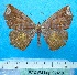  (Oxymacaria hepaticata - BC ZSM Lep 92416)  @11 [ ] CreativeCommons - Attribution Non-Commercial Share-Alike (2016) SNSB, Staatliche Naturwissenschaftliche Sammlungen Bayerns ZSM (SNSB, Zoologische Staatssammlung Muenchen)