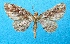  ( - BC ZSM Lep 92421)  @11 [ ] CreativeCommons - Attribution Non-Commercial Share-Alike (2016) SNSB, Staatliche Naturwissenschaftliche Sammlungen Bayerns ZSM (SNSB, Zoologische Staatssammlung Muenchen)