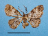  (Sysstema pauxilloides - BC ZSM Lep 92423)  @11 [ ] CreativeCommons - Attribution Non-Commercial Share-Alike (2016) SNSB, Staatliche Naturwissenschaftliche Sammlungen Bayerns ZSM (SNSB, Zoologische Staatssammlung Muenchen)