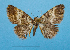  ( - BC ZSM Lep 92424)  @11 [ ] CreativeCommons - Attribution Non-Commercial Share-Alike (2016) SNSB, Staatliche Naturwissenschaftliche Sammlungen Bayerns ZSM (SNSB, Zoologische Staatssammlung Muenchen)
