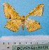  ( - BC ZSM Lep 92431)  @11 [ ] CreativeCommons - Attribution Non-Commercial Share-Alike (2016) SNSB, Staatliche Naturwissenschaftliche Sammlungen Bayerns ZSM (SNSB, Zoologische Staatssammlung Muenchen)