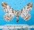  ( - BC ZSM Lep 92432)  @13 [ ] CreativeCommons - Attribution Non-Commercial Share-Alike (2016) SNSB, Staatliche Naturwissenschaftliche Sammlungen Bayerns ZSM (SNSB, Zoologische Staatssammlung Muenchen)