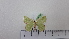  ( - BC ZSM Lep 92729)  @12 [ ] CreativeCommons - Attribution Non-Commercial Share-Alike (2016) SNSB, Staatliche Naturwissenschaftliche Sammlungen Bayerns ZSM (SNSB, Zoologische Staatssammlung Muenchen)