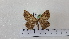  ( - BC ZSM Lep 92749)  @13 [ ] CreativeCommons - Attribution Non-Commercial Share-Alike (2016) SNSB, Staatliche Naturwissenschaftliche Sammlungen Bayerns ZSM (SNSB, Zoologische Staatssammlung Muenchen)