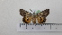  ( - BC ZSM Lep 92771)  @13 [ ] CreativeCommons - Attribution Non-Commercial Share-Alike (2016) SNSB, Staatliche Naturwissenschaftliche Sammlungen Bayerns ZSM (SNSB, Zoologische Staatssammlung Muenchen)
