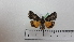  ( - BC ZSM Lep 92772)  @13 [ ] CreativeCommons - Attribution Non-Commercial Share-Alike (2016) SNSB, Staatliche Naturwissenschaftliche Sammlungen Bayerns ZSM (SNSB, Zoologische Staatssammlung Muenchen)