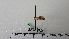  ( - BC ZSM Lep 92775)  @12 [ ] CreativeCommons - Attribution Non-Commercial Share-Alike (2016) SNSB, Staatliche Naturwissenschaftliche Sammlungen Bayerns ZSM (SNSB, Zoologische Staatssammlung Muenchen)