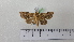  (Diachrysia generosa - BC ZSM Lep 92776)  @12 [ ] CreativeCommons - Attribution Non-Commercial Share-Alike (2016) SNSB, Staatliche Naturwissenschaftliche Sammlungen Bayerns ZSM (SNSB, Zoologische Staatssammlung Muenchen)