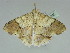  ( - BC ZSM Lep 93305)  @14 [ ] CreativeCommons - Attribution Non-Commercial Share-Alike (2016) SNSB, Staatliche Naturwissenschaftliche Sammlungen Bayerns ZSM (SNSB, Zoologische Staatssammlung Muenchen)