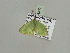  ( - BC ZSM Lep 93336)  @12 [ ] CreativeCommons - Attribution Non-Commercial Share-Alike (2016) SNSB, Staatliche Naturwissenschaftliche Sammlungen Bayerns ZSM (SNSB, Zoologische Staatssammlung Muenchen)