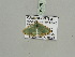  ( - BC ZSM Lep 93338)  @13 [ ] CreativeCommons - Attribution Non-Commercial Share-Alike (2016) SNSB, Staatliche Naturwissenschaftliche Sammlungen Bayerns ZSM (SNSB, Zoologische Staatssammlung Muenchen)