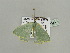 ( - BC ZSM Lep 93344)  @12 [ ] CreativeCommons - Attribution Non-Commercial Share-Alike (2016) SNSB, Staatliche Naturwissenschaftliche Sammlungen Bayerns ZSM (SNSB, Zoologische Staatssammlung Muenchen)