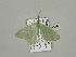  ( - BC ZSM Lep 93346)  @13 [ ] CreativeCommons - Attribution Non-Commercial Share-Alike (2016) SNSB, Staatliche Naturwissenschaftliche Sammlungen Bayerns ZSM (SNSB, Zoologische Staatssammlung Muenchen)